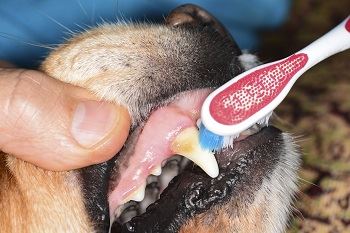 vet brushing dogs teeth 